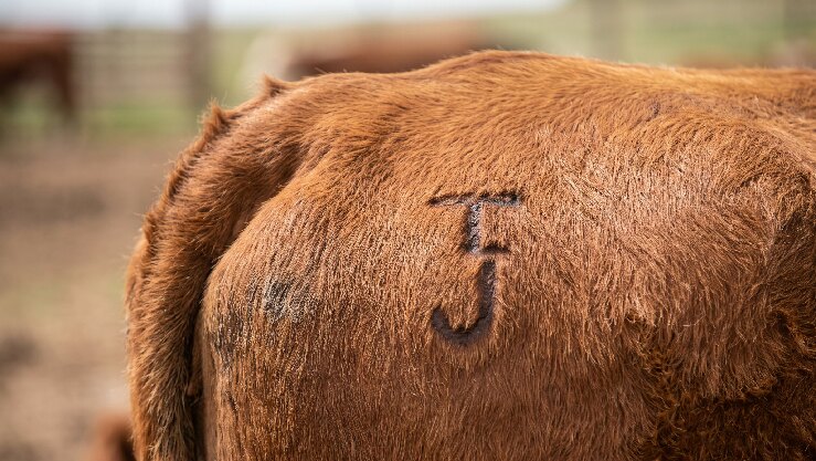 A brand burned into a cow's hide